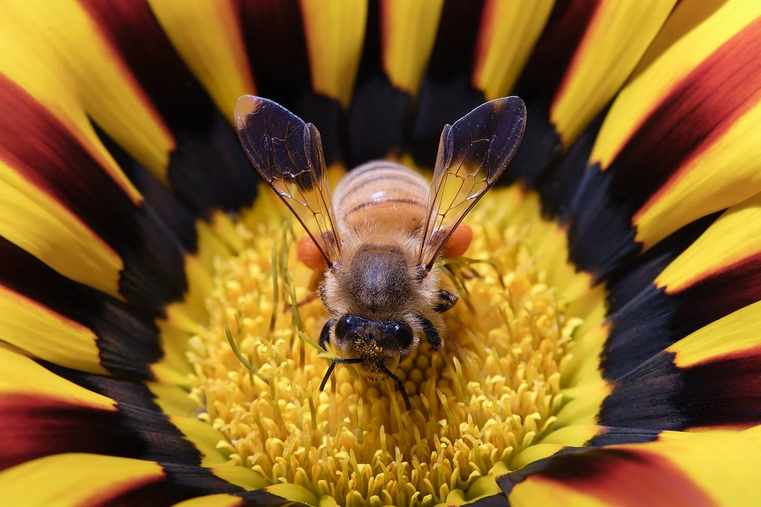 The Bee