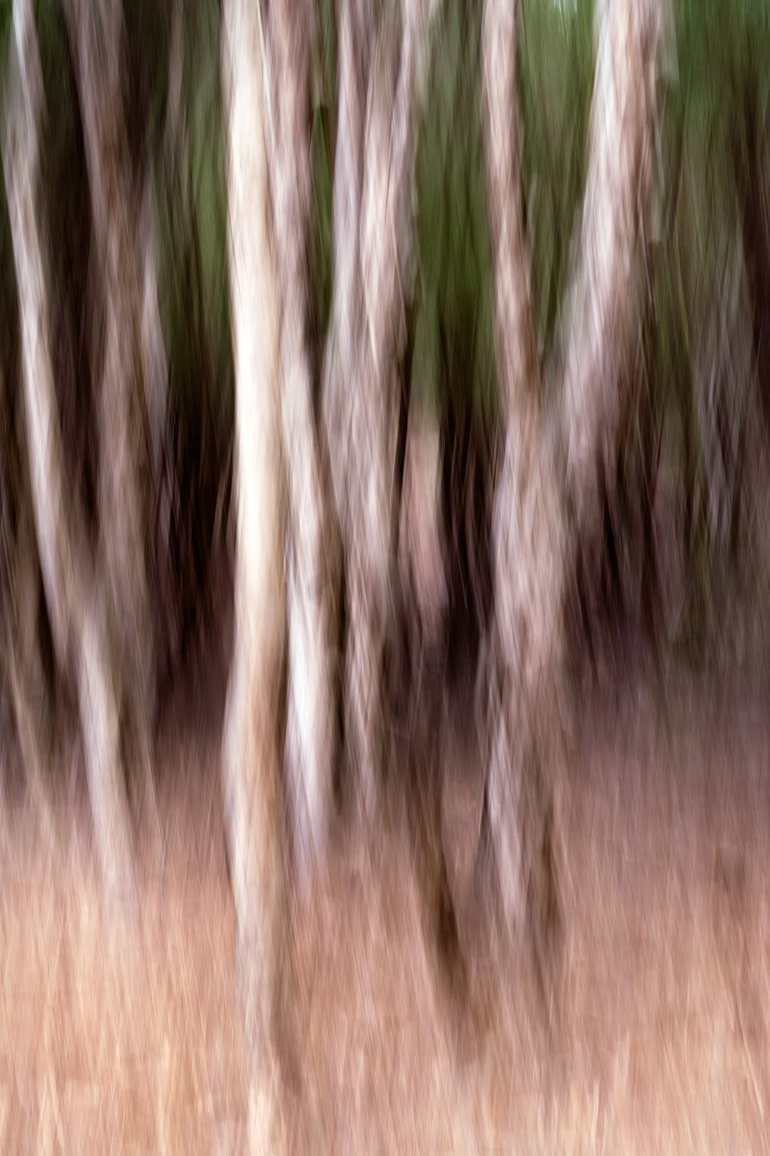 Paperbark