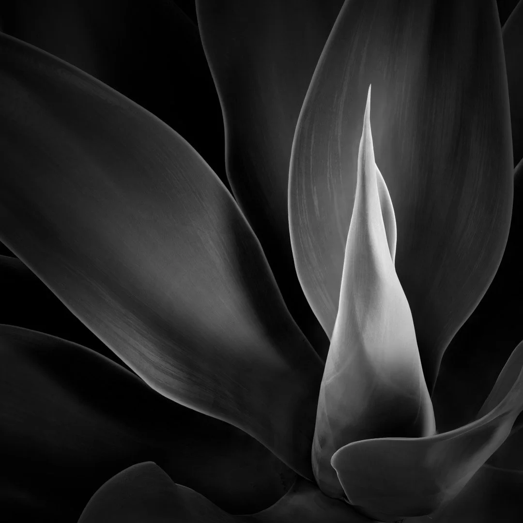 Agave