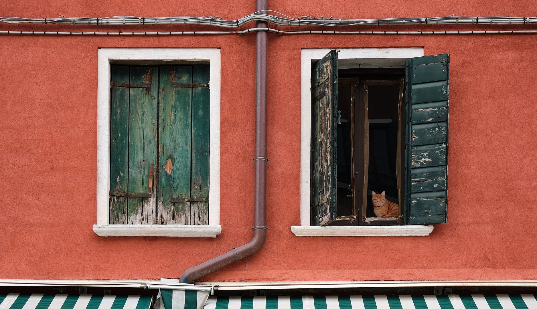 Il Gatto