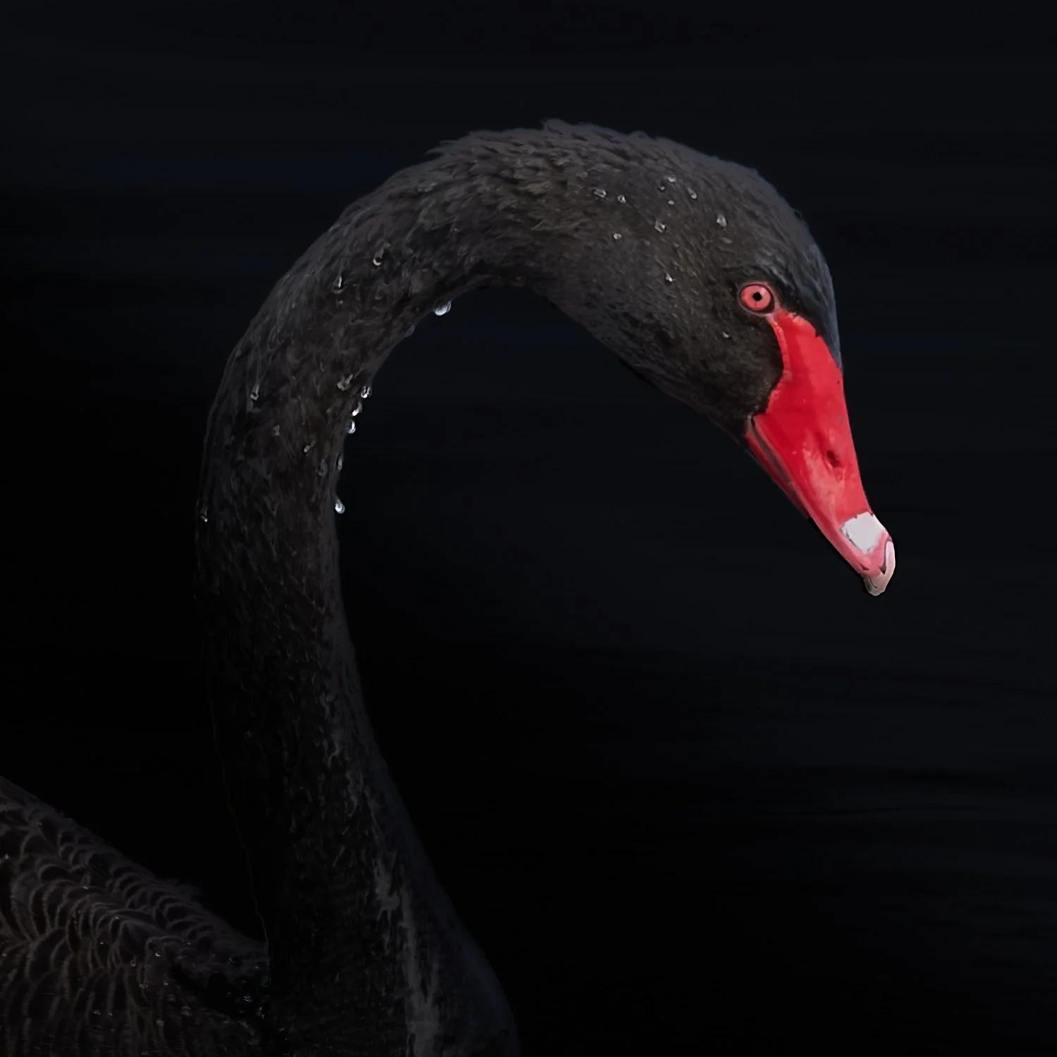 Black Swan