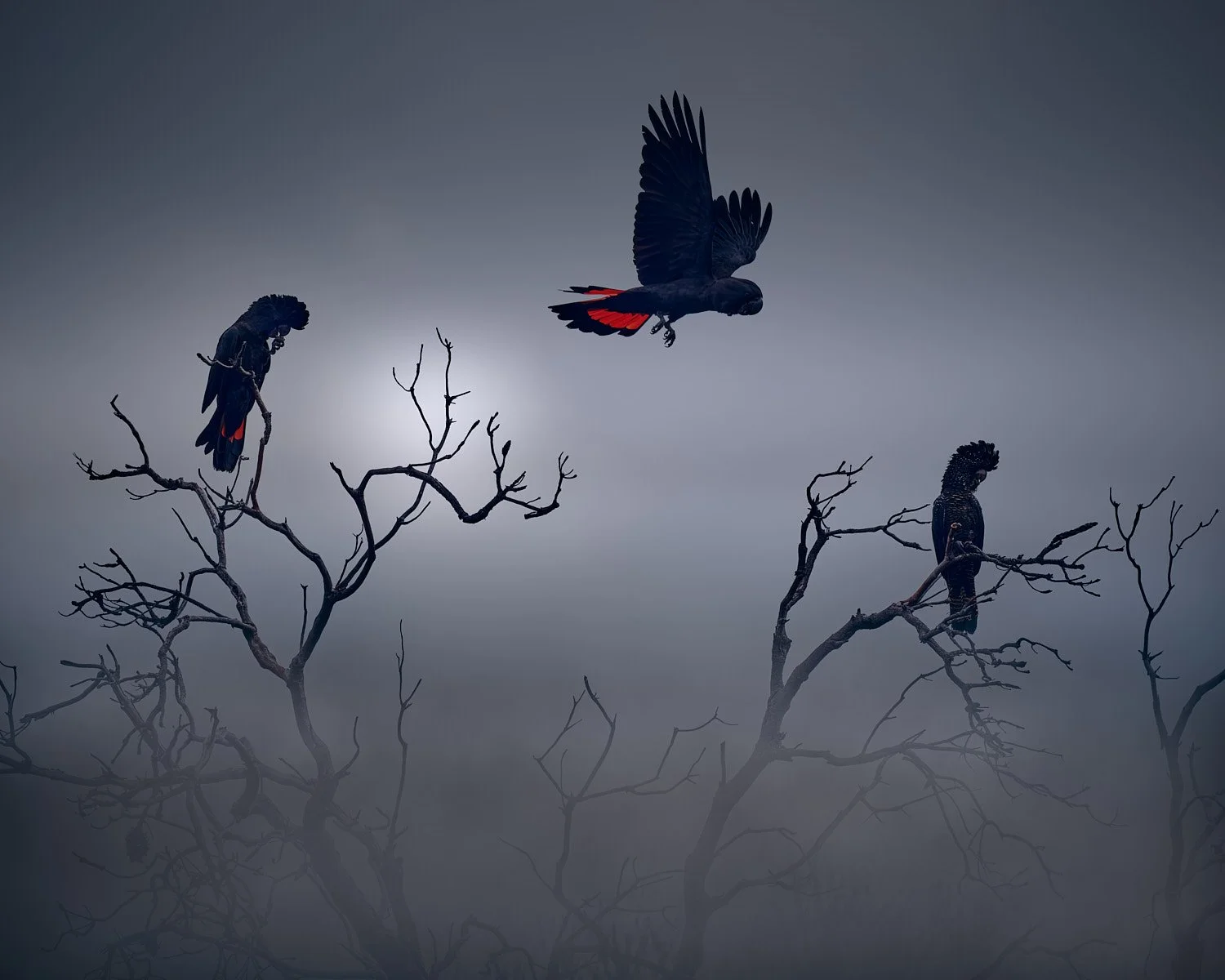 Cockies in the Mist