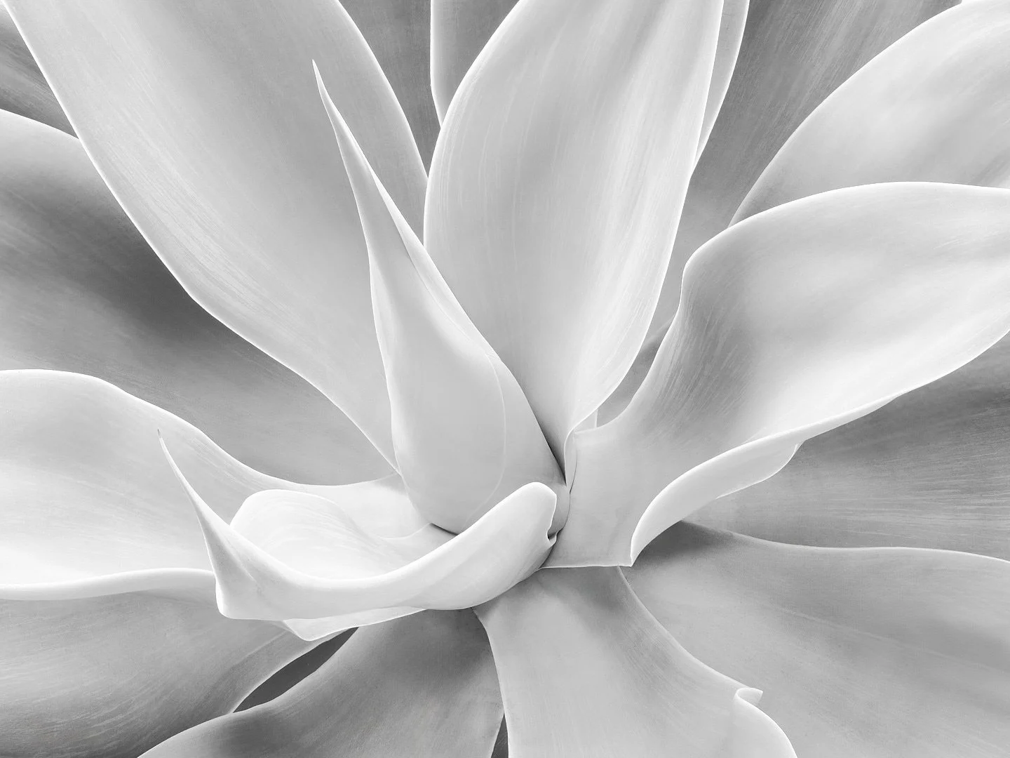 Agave II