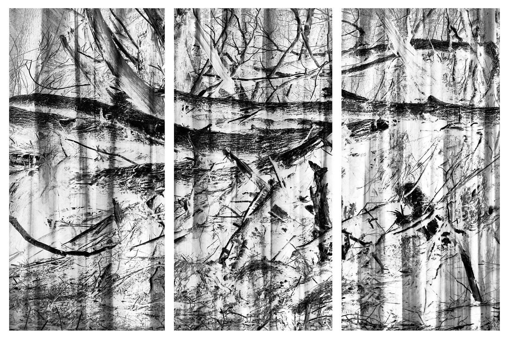 Fallen Trees