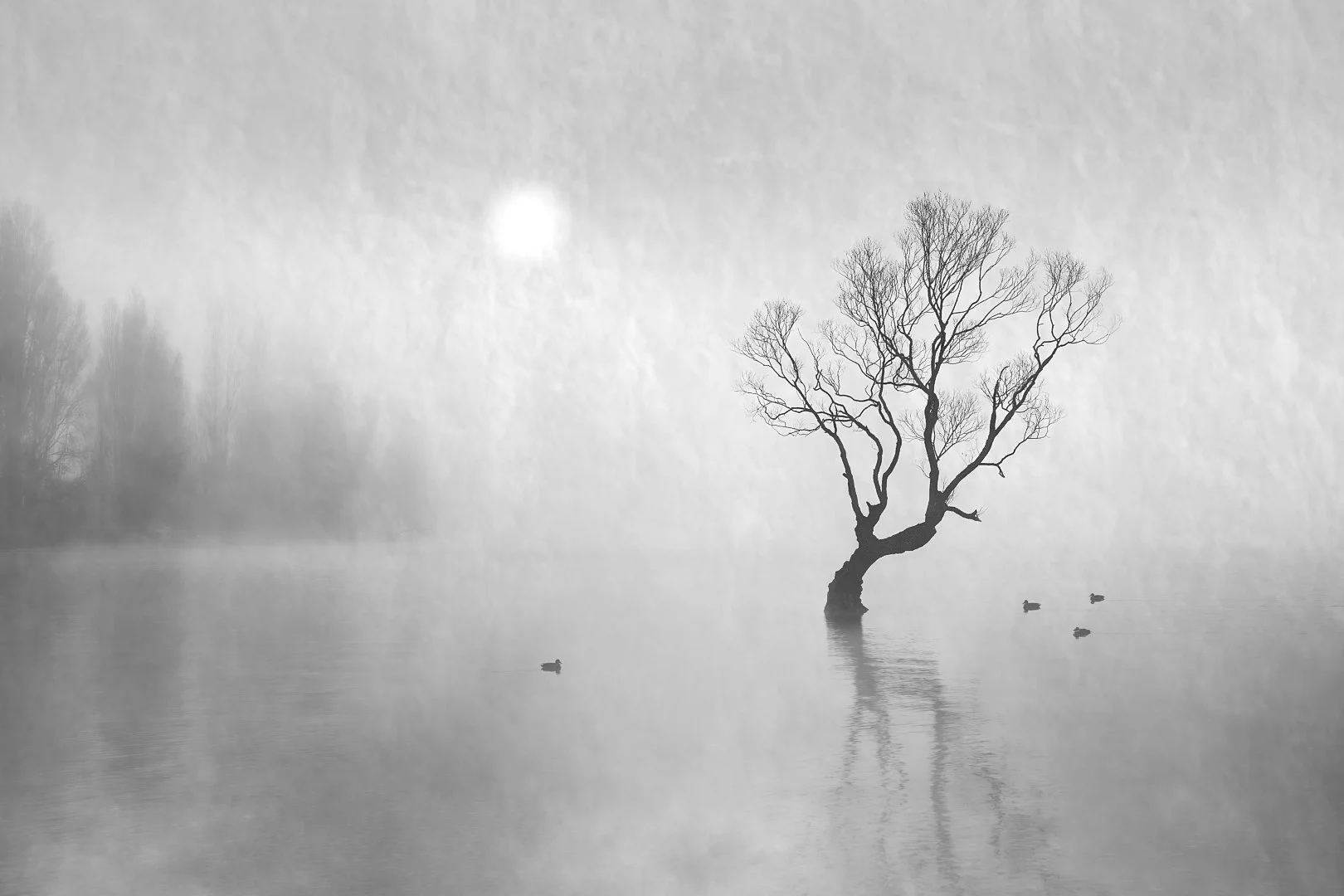 Wanaka Tree in the Fog