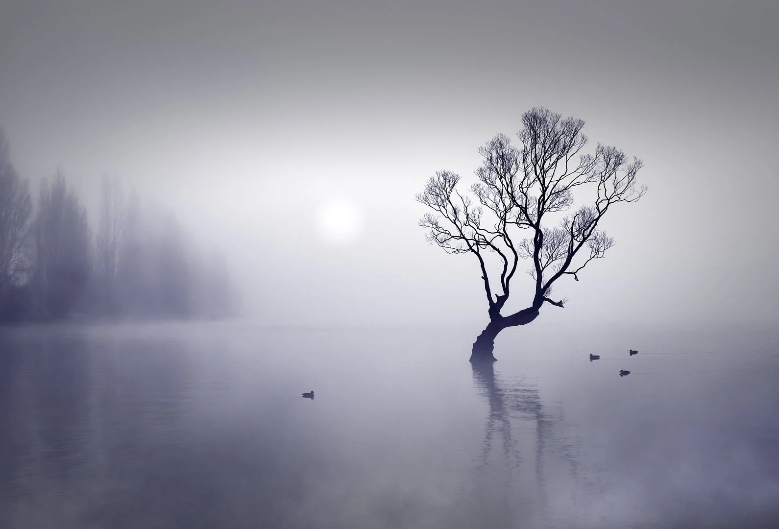 Wanaka Tree in the Fog