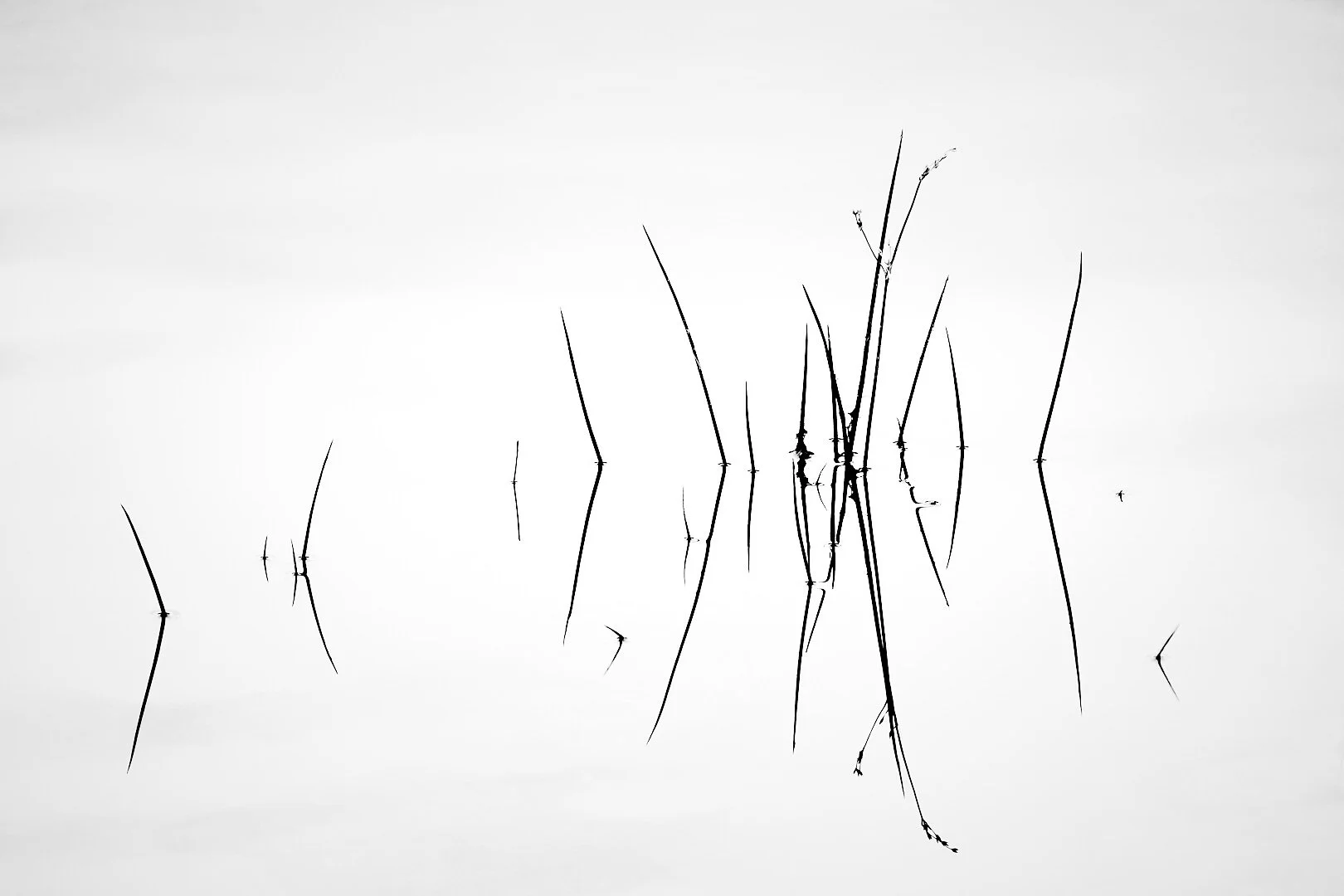 Reeds