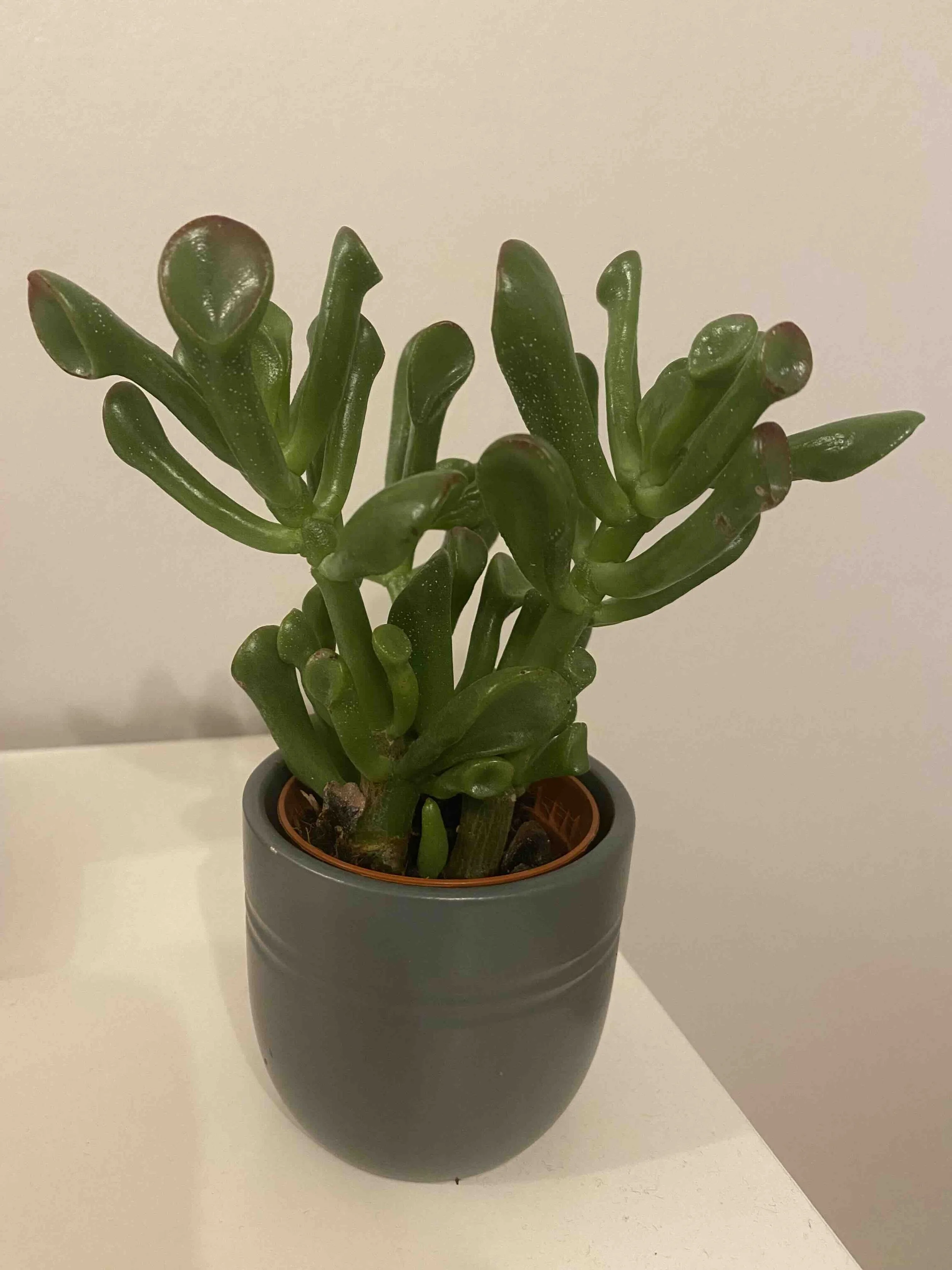 August 2024: A planty surprise from Rui