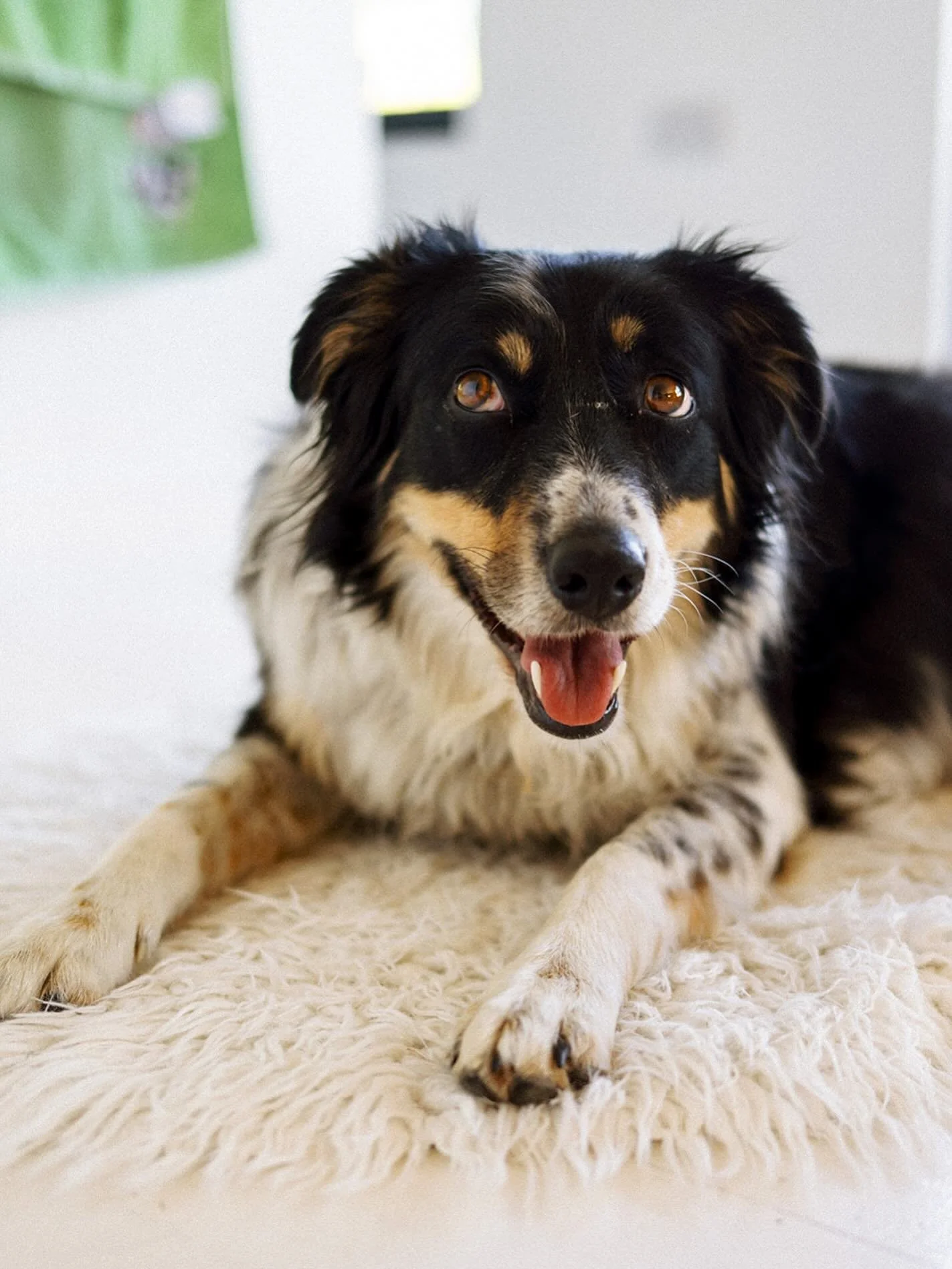 Everyone loves sheepwool rugs including Lily #dogsofinstagram #sheepwool #feltedwool #organicsheep #organicfarming