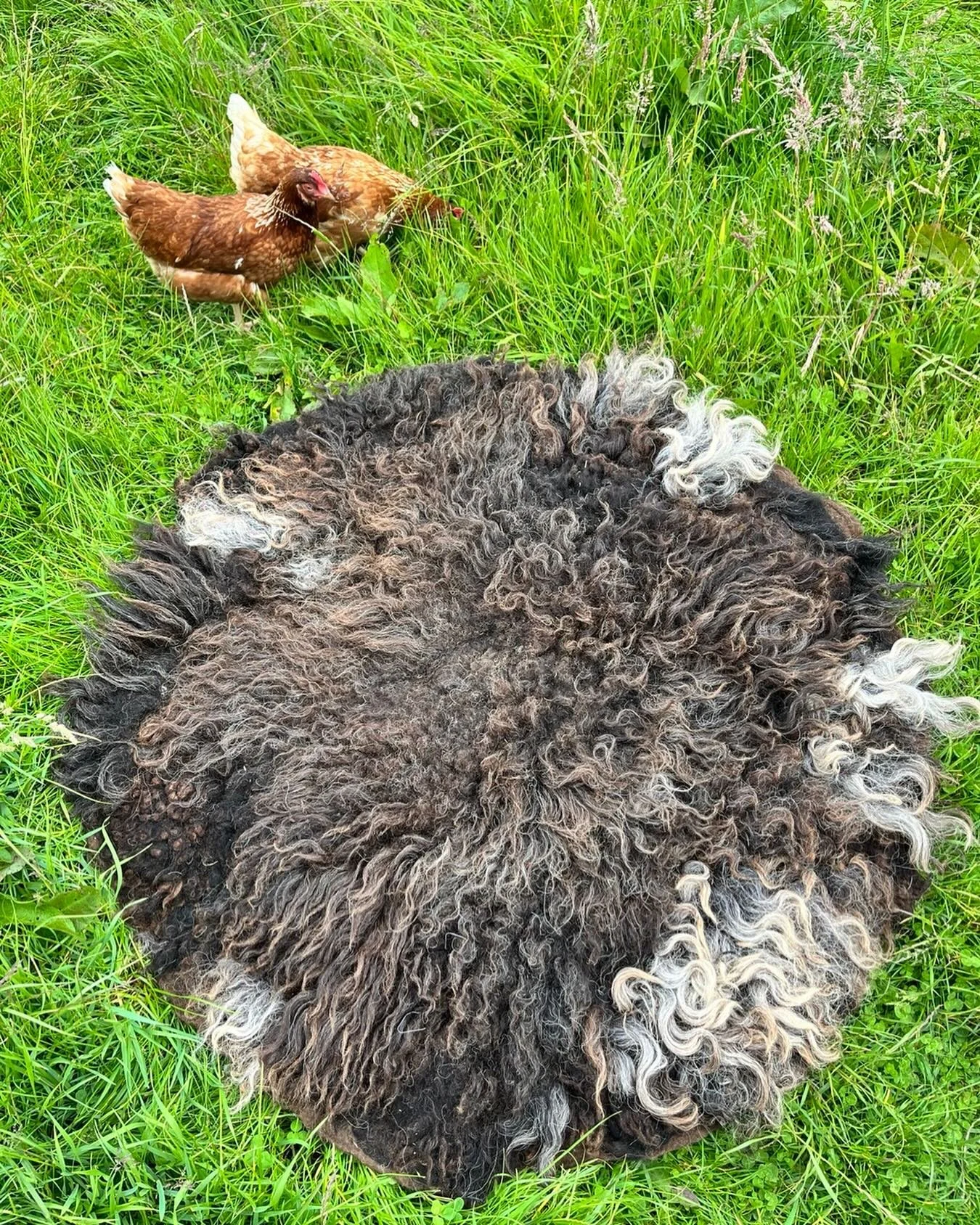 Felted raw Sheepswool fleece rug or wallhanging. Herdwick wool from my certified organic flock. On view at @ndcgallery currently as part of Common Threads exhibition. #feltedwool #organicwool #rawwoolfelting
