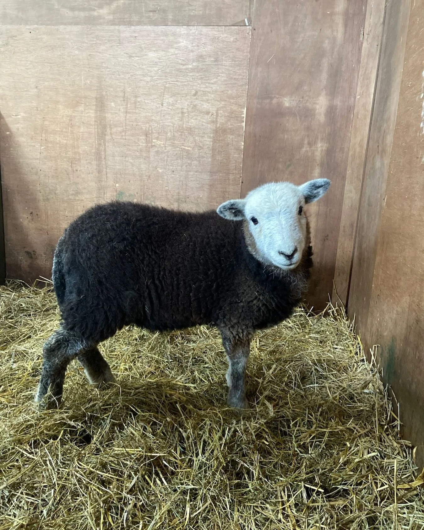 Herdwick lambs are so beautiful. Those little faces! 😍#herdwicksheep #organicsheepfarming #wildwool #feltedwool #irishgrownwool