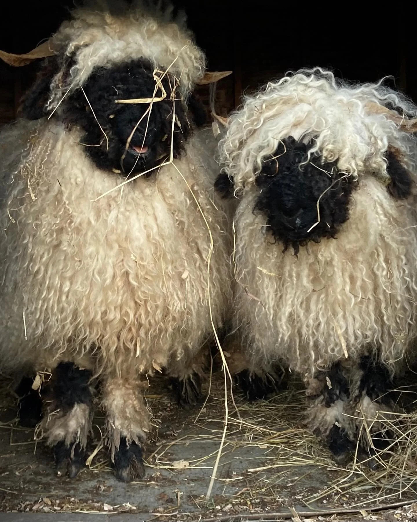 I never tire of this photo. Jojo &amp; Jeenie. 🥰🥰#valaisblacknosesheep #valaisblacknoselamb #cutestsheep #cutestsheepintheworld