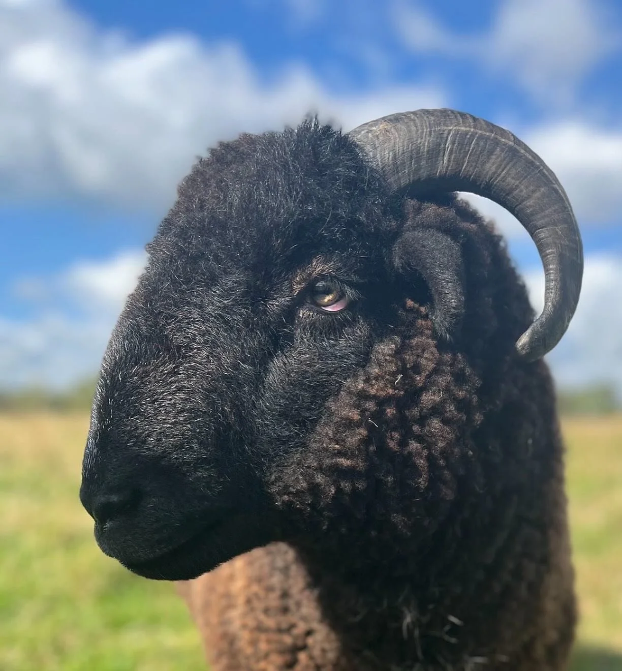 Eric #irishwool #organicsheep