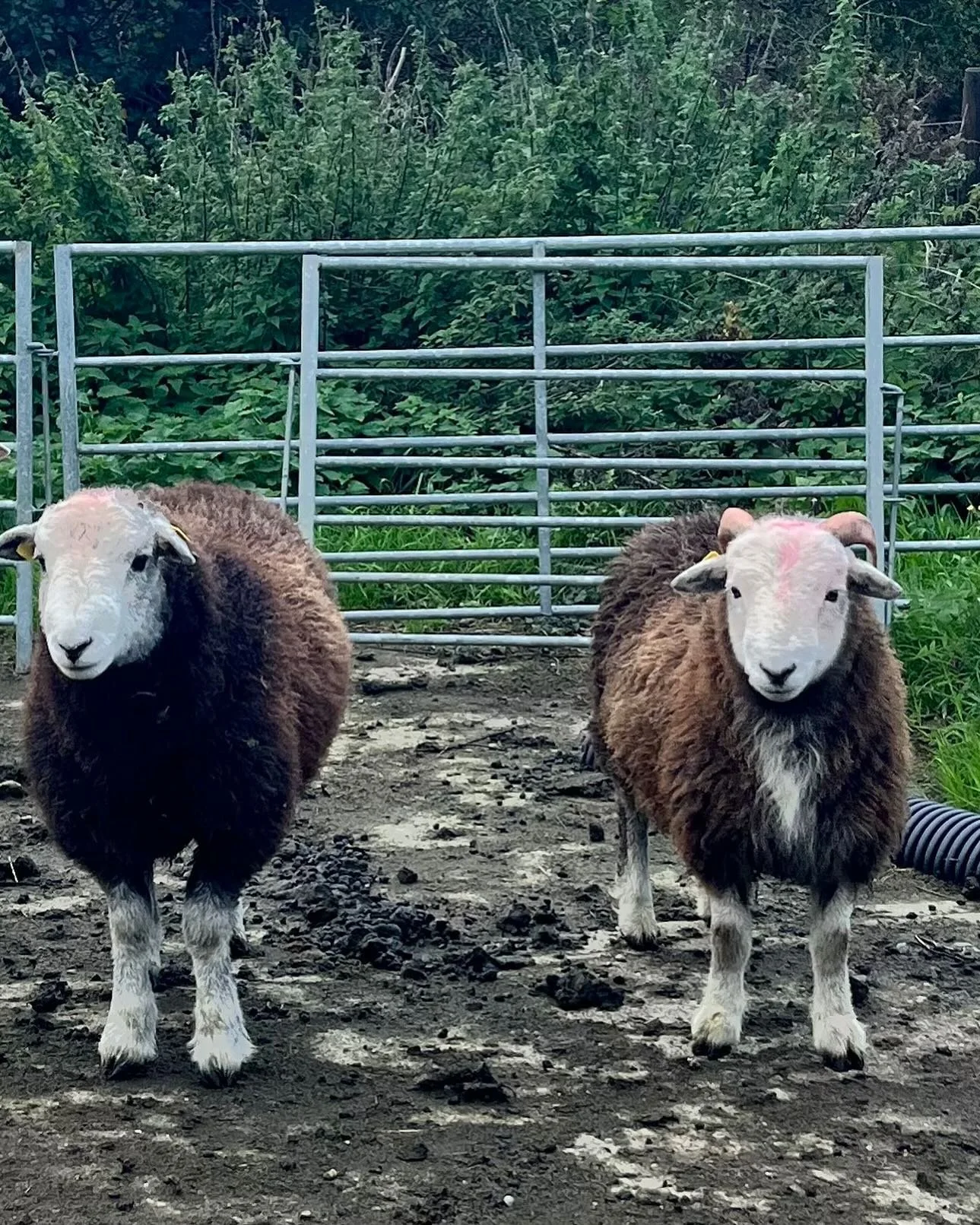 Little cuties #herdwicklambs #organicsheep