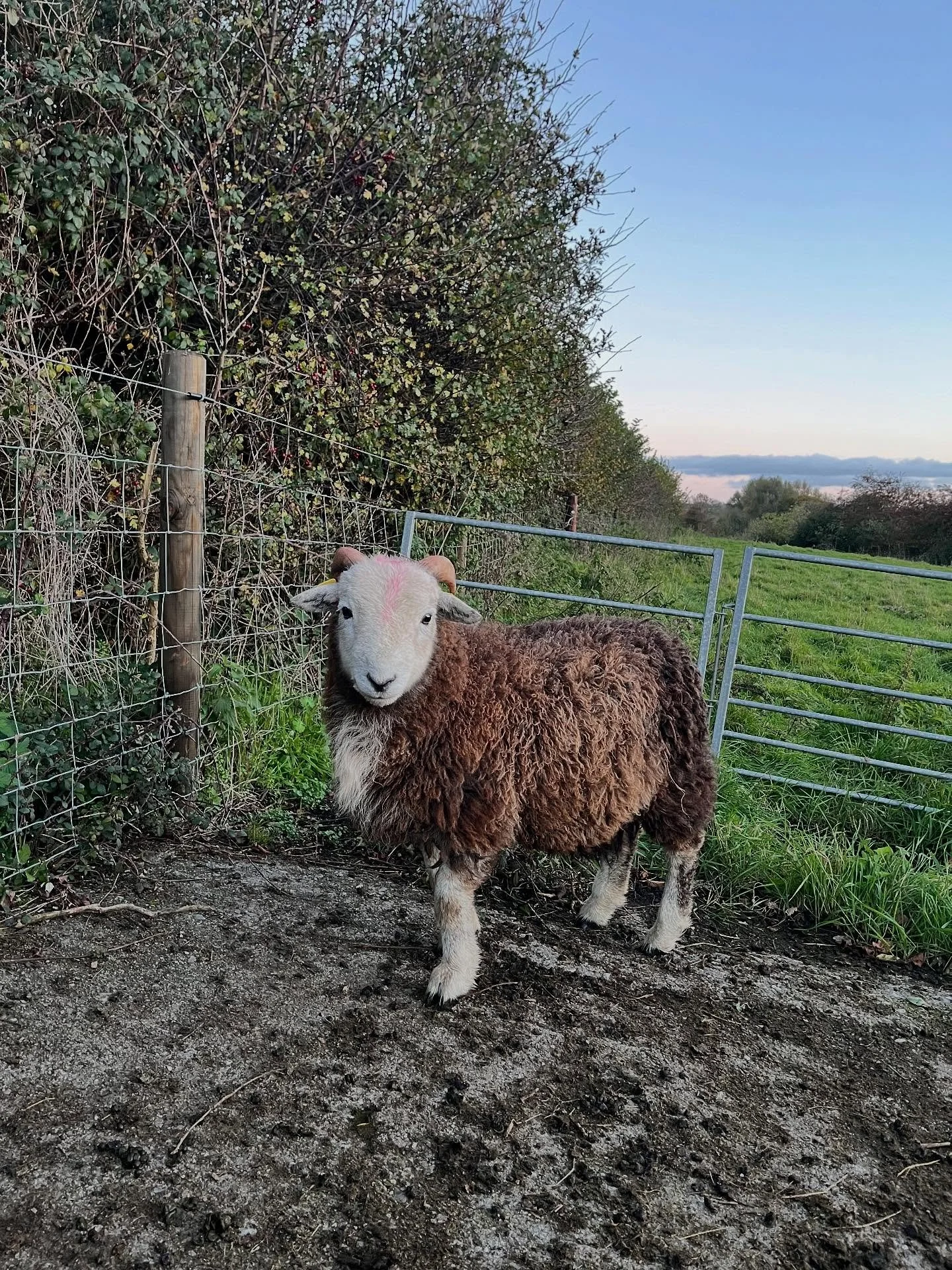 Teeny little ram lamb. Such a cutie. #herdwicksheep