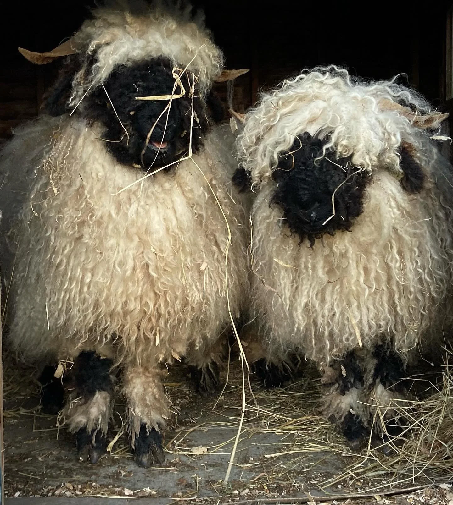 One of my favourite photographs I&rsquo;ve ever taken of my two girls Jeannie and JoJo when they were newly arrived lambs. Three years old now, they are such such a huge part of daily life on the farm, with their great personalities and no nonsense a