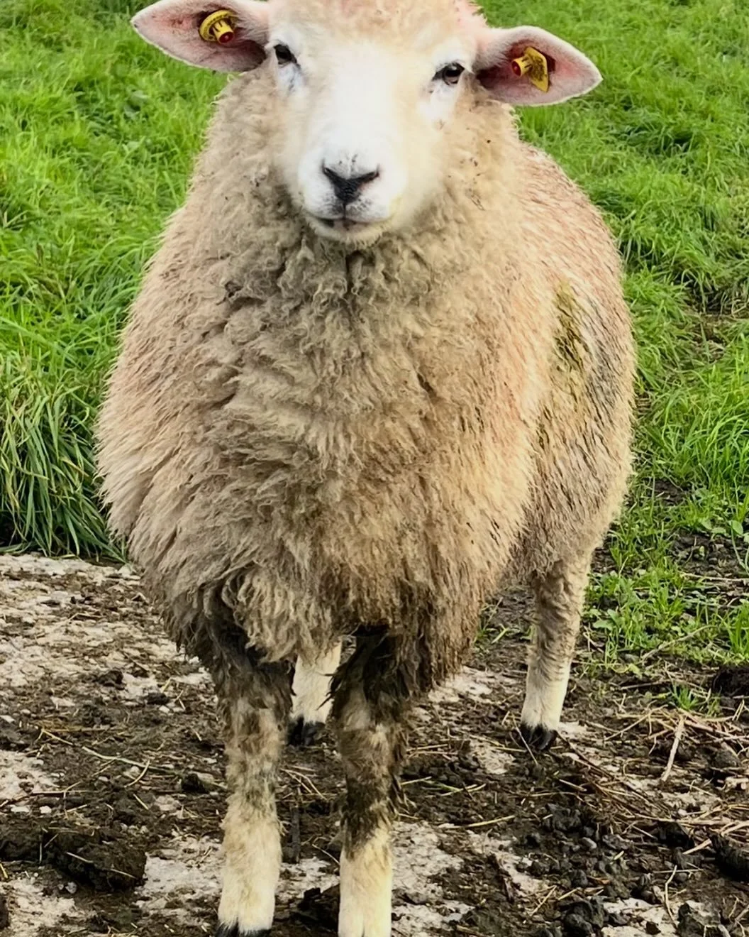 This little lad is a total muck savage 🙈#galwaysheep #galwaywool #organicsheep