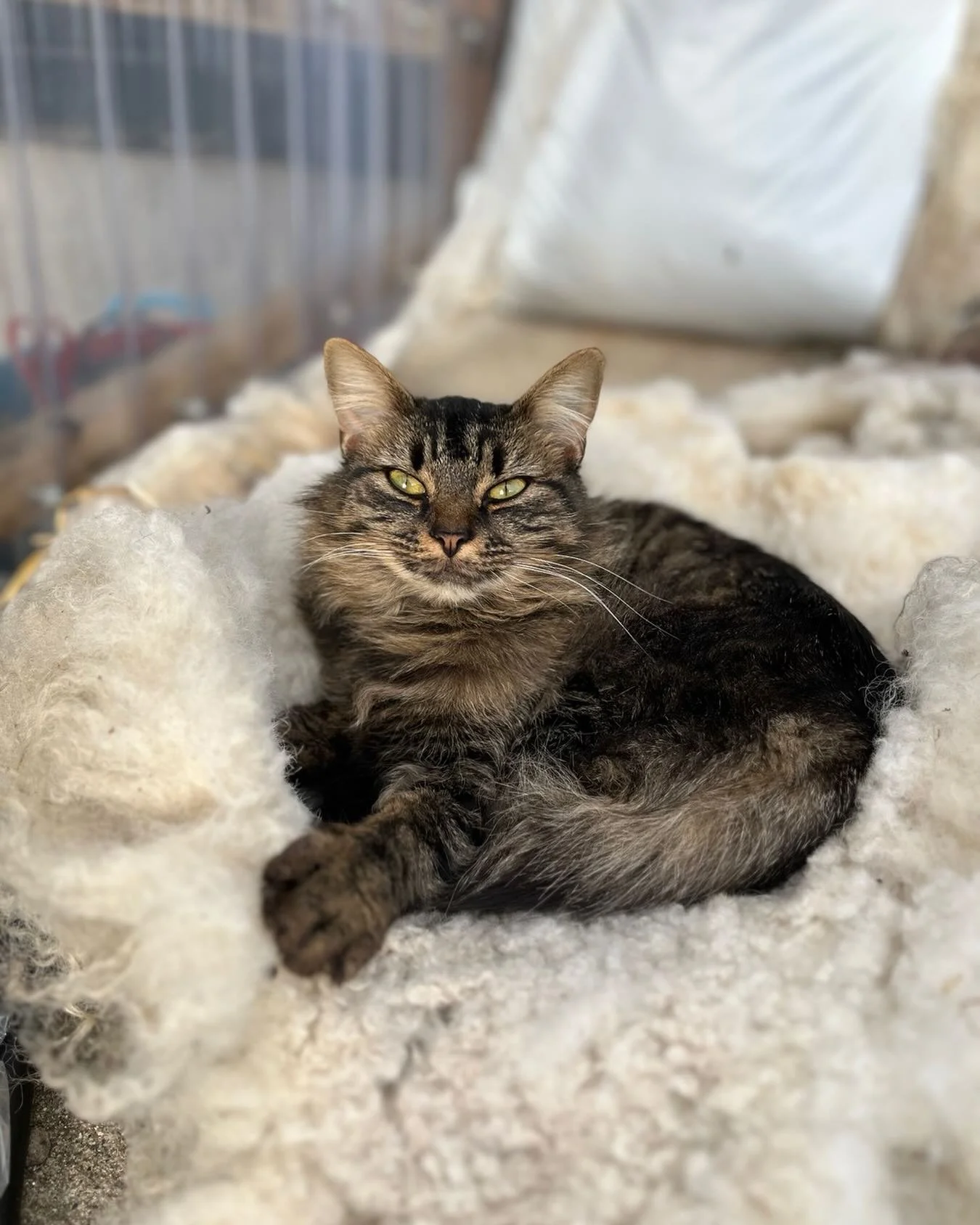 Bonnie the cat. Sleeps on any wool she can find. #catsofinstgram #cats #irishwool