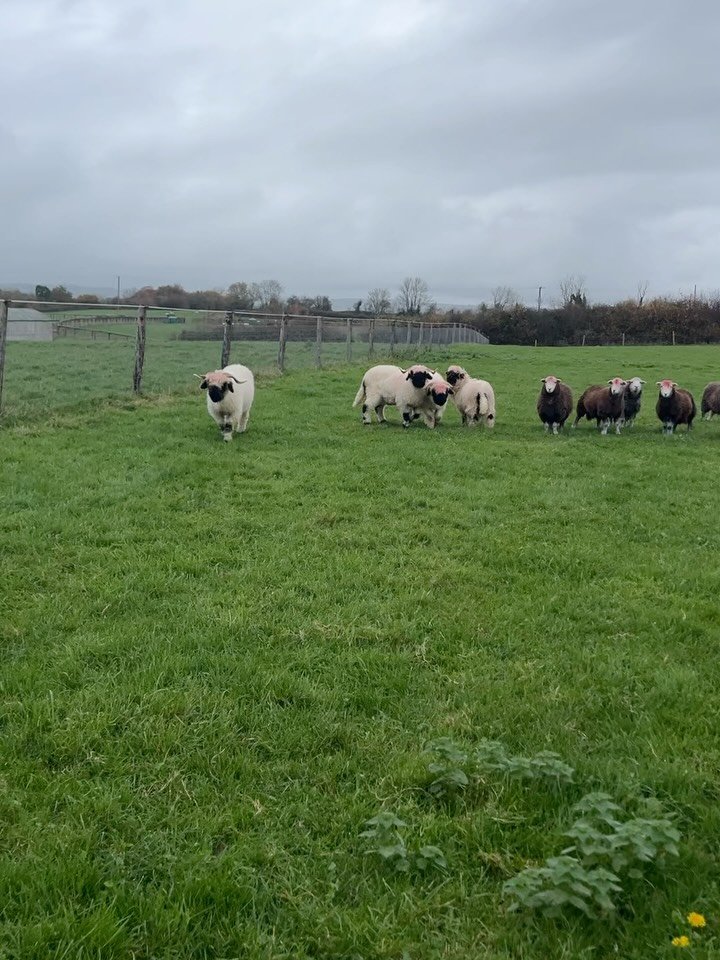 Evening checks. Relaxed sheep. New ram Moone Boy. Red paint marks are getting worse not better 🙈. #organicsheep #autumnvibes🍁 #herdwicksheep #valaisblacknosesheep