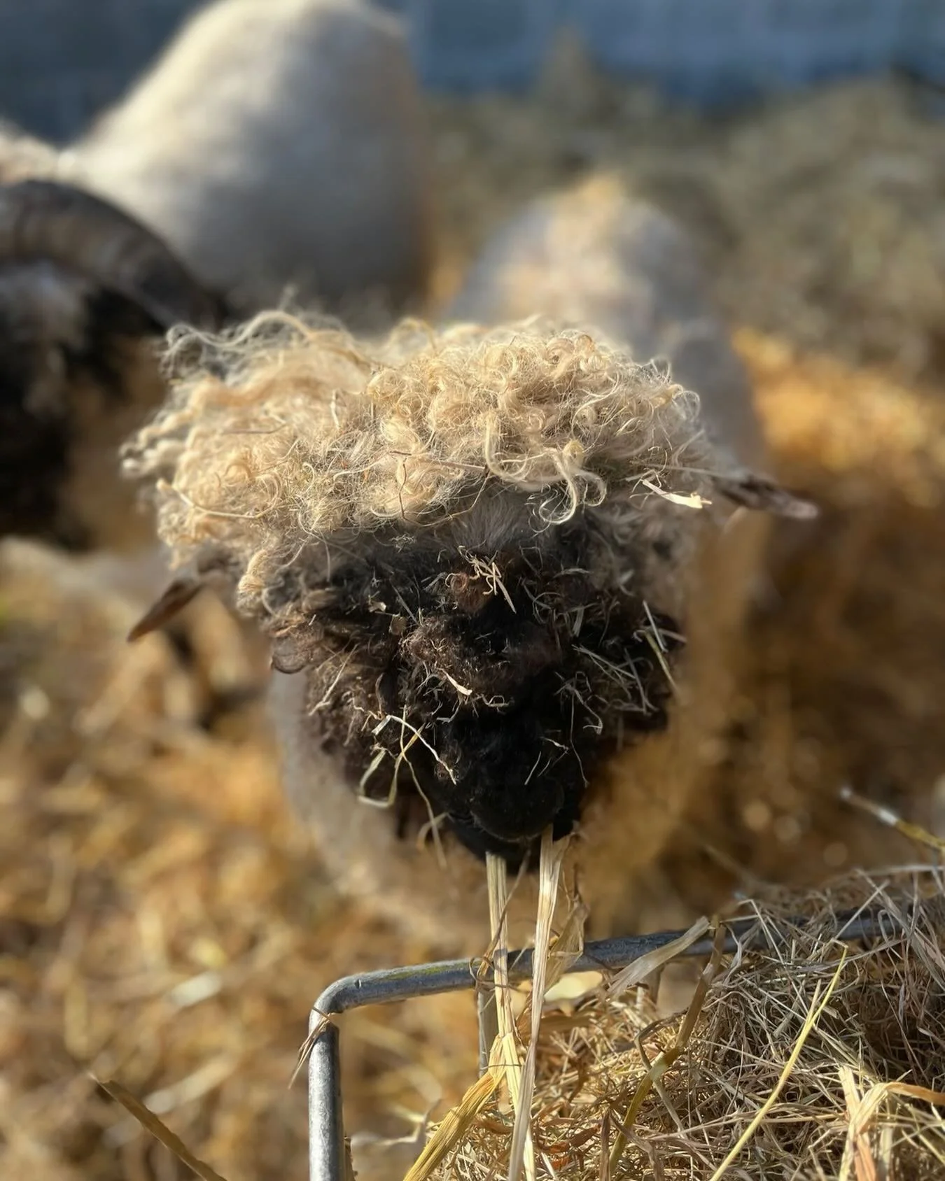 Not quite flowers but Monty is having a bad hair day. A bit like myself. We both need haircuts. #badhairday #sheeptales #farmlife