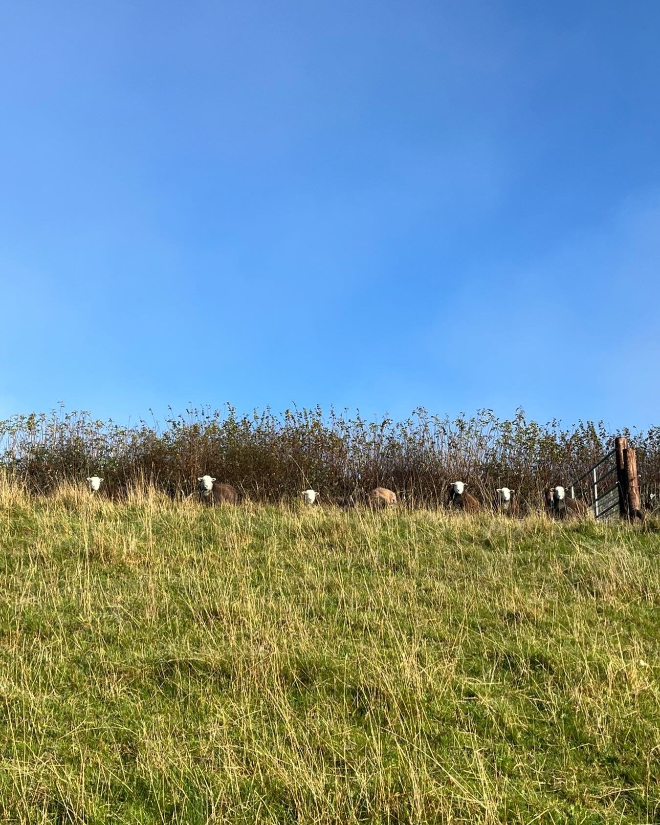 Like little birds on a wire. Herdwicks are so sweet. #rarebreedsheep #herdwicksheep #irishsheep #irishwool