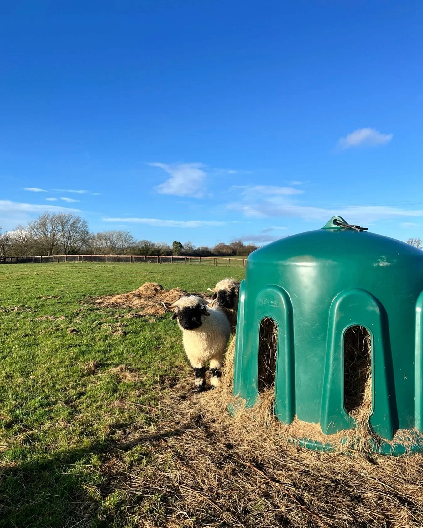 Sunny sunshine #valaisblacknosesheep #decemberinireland #wintersheep #cutesheep #farmlife #farmtales #organicsheep