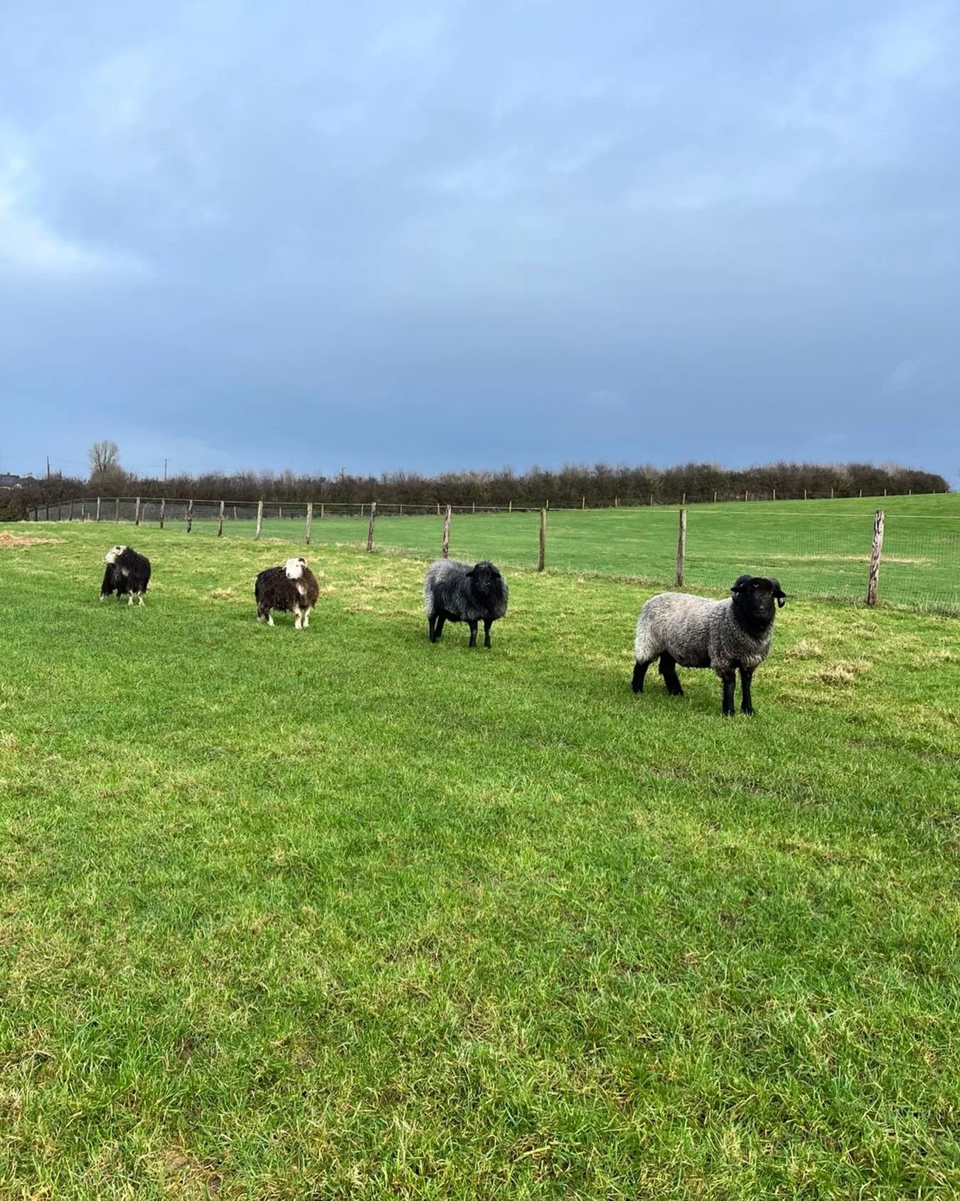 First day without rain after a 27 day run. These boys look shocked to see the sun trying to break through. January has been brutal. My sheep don&rsquo;t lamb until April thankfully. #organicsheep #irishwool