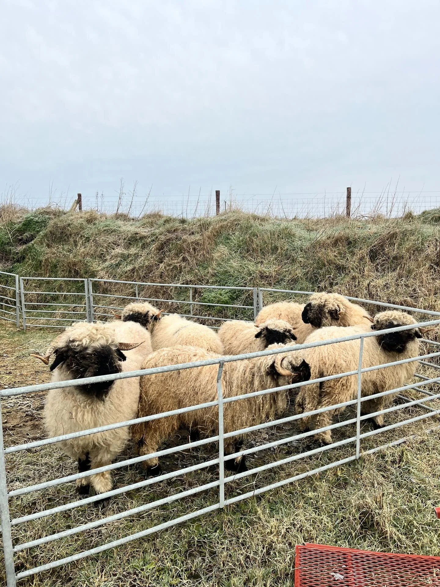 Mad to get out in the fields. Long winter for everybody. #valaisblacknosesheep #organicsheep #woolfarming #farmtofibre