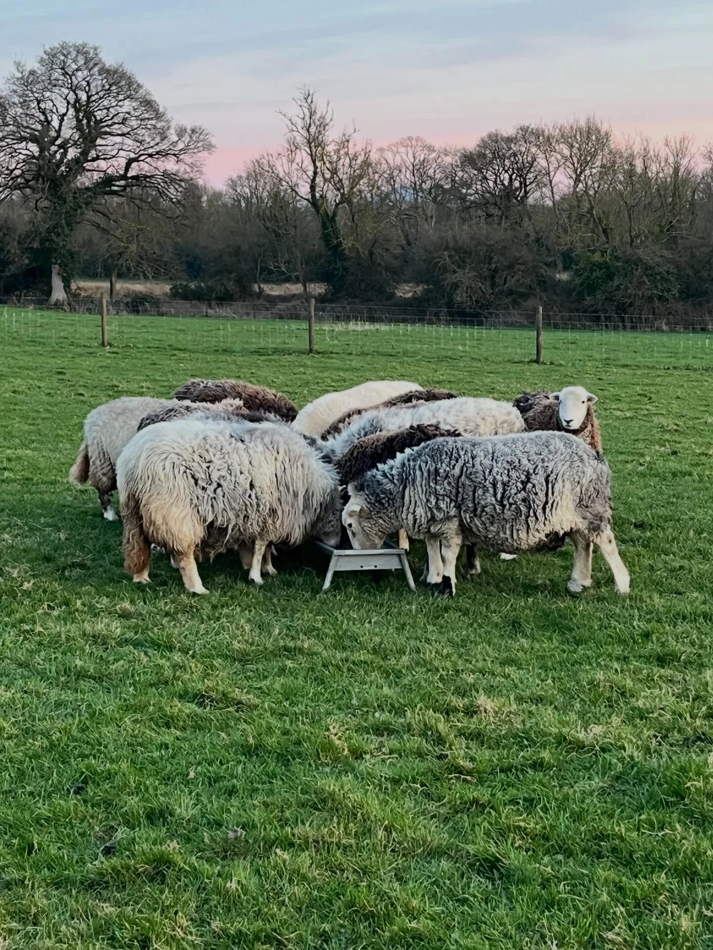 Those tummies look full of babies. Lambing begins late next week! Beatrix and Jemima twins again - every year so far! #springtime #organicsheep #organicfarming #rarebreedsheep #irishwool