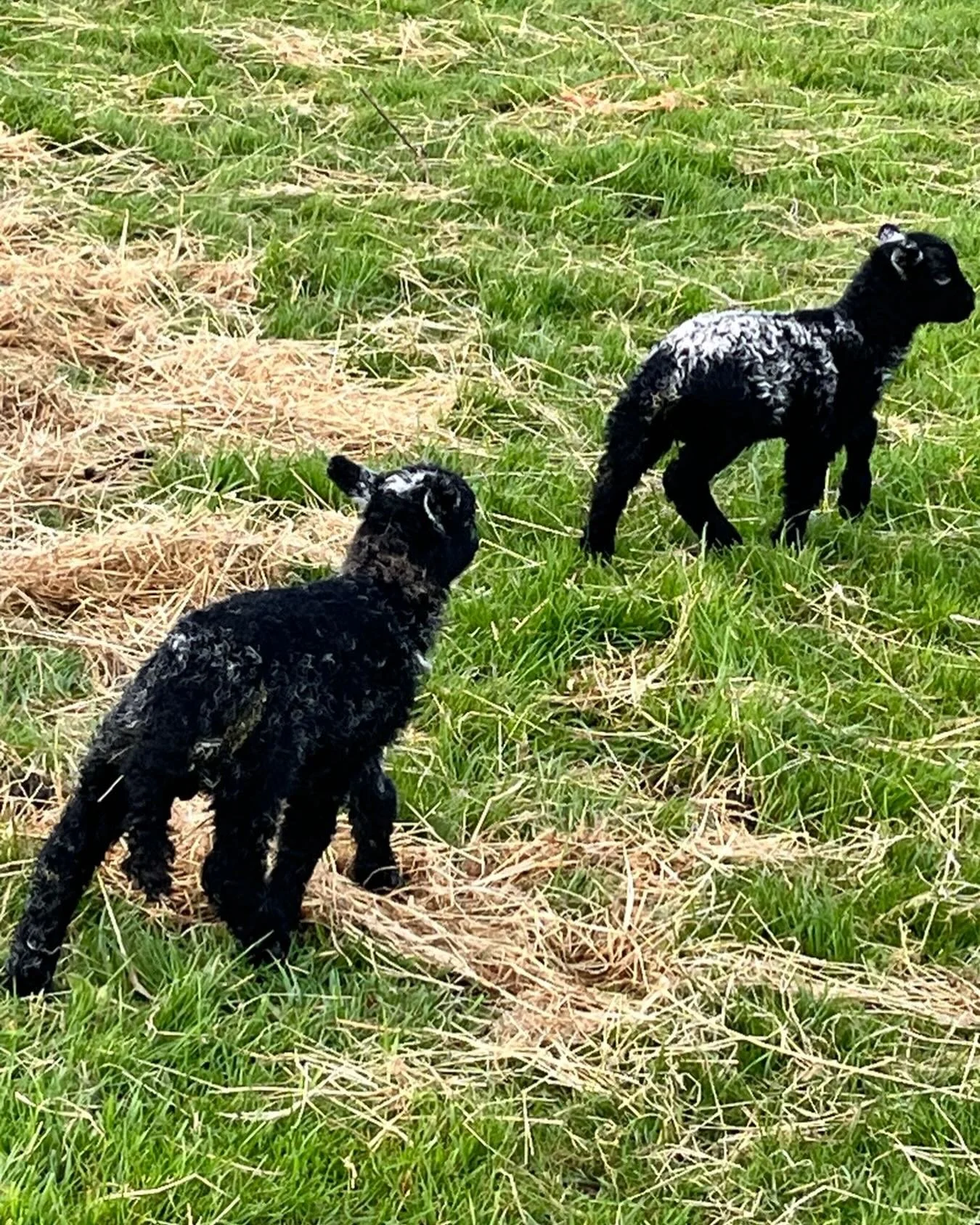 The natural habitat of Herdwick sheep is high up on mountains so lambs being born black is a self protective camouflage - they&rsquo;re blending in to look like a rock because their main predators are eagles. 

So the little white tips on their ears 