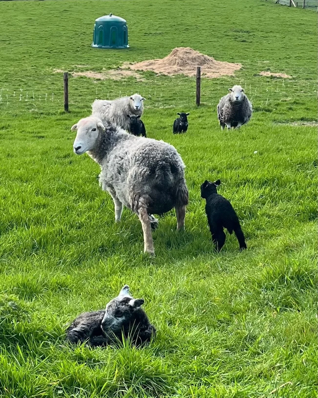 Double trouble - twins all trying to figure who owns them. One set is 5 hours old and they&rsquo;re running already. Never ceases to amaze me. Every year.  #herdwicksheep #organicfarming