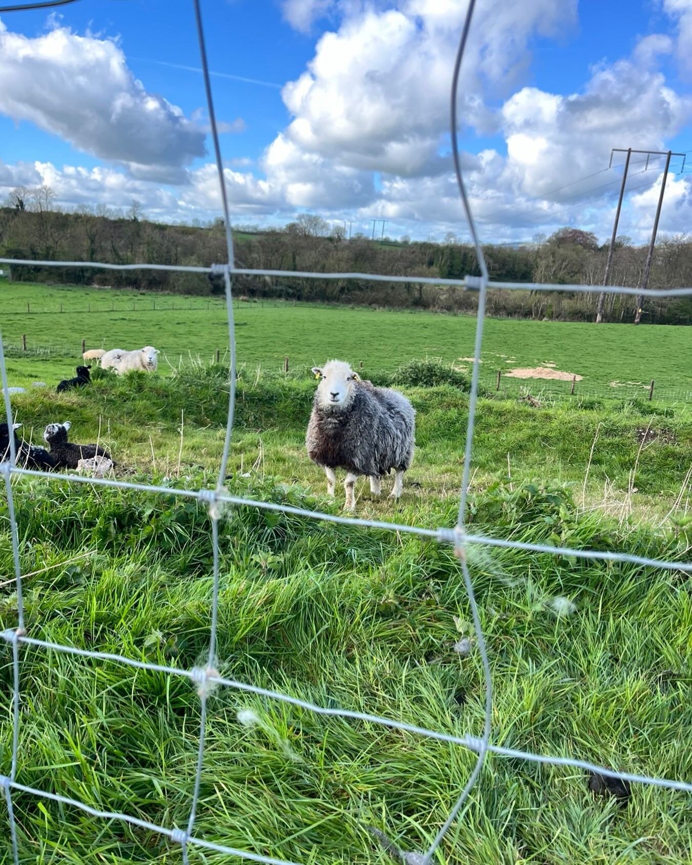 Dropsy (she has an odd ear) seems to have taken up Jemima&rsquo;s role as flock leader. She stands watching the lambs while the ewes go off and graze. She&rsquo;s first to the gate when she sees me. Amazing to watch them adjust - for those who think 