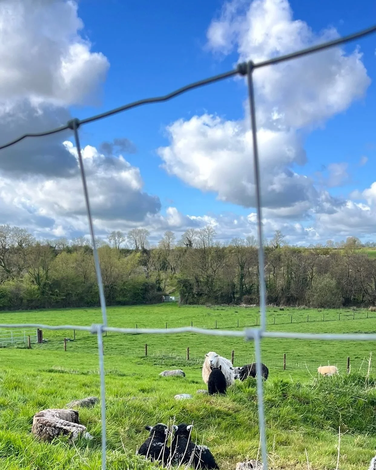 Chilling in the sun at last #herdwicksheep #herdwicks #organicsheep #irishwool