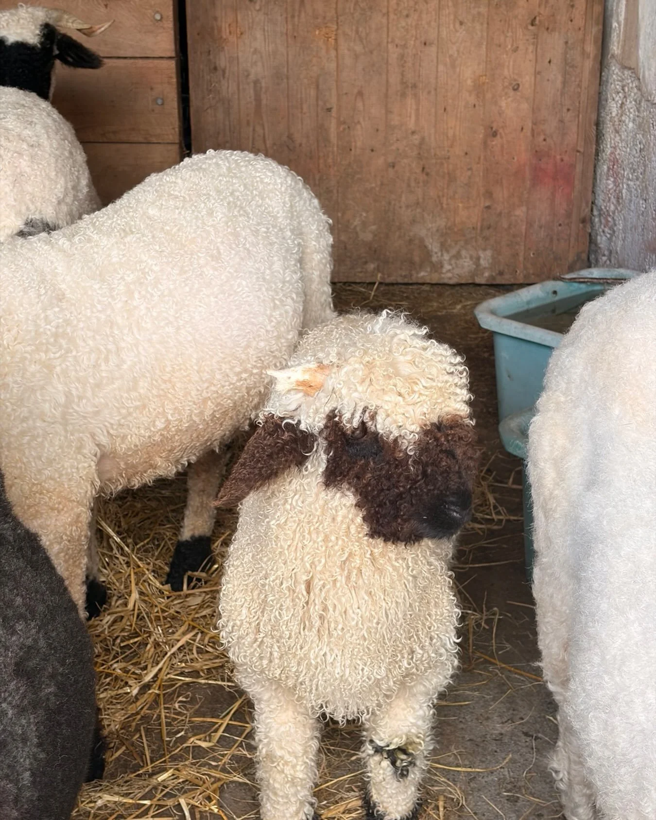 Teddy bear vibes #valaisblacknosesheep #valaisblacknoselamb #organicfarming #woolfarming