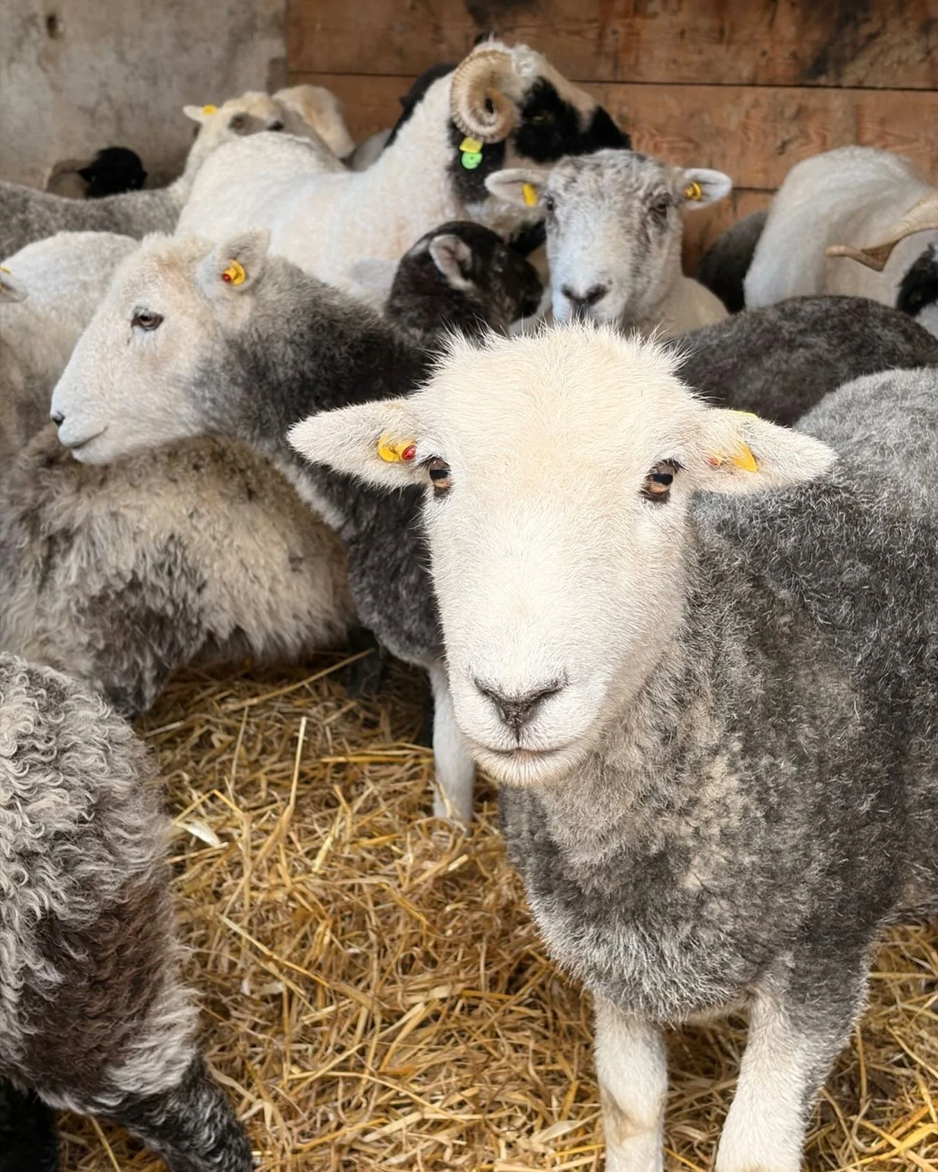 Cuties #herdwicksheep #organicsheep #farmtofibre
