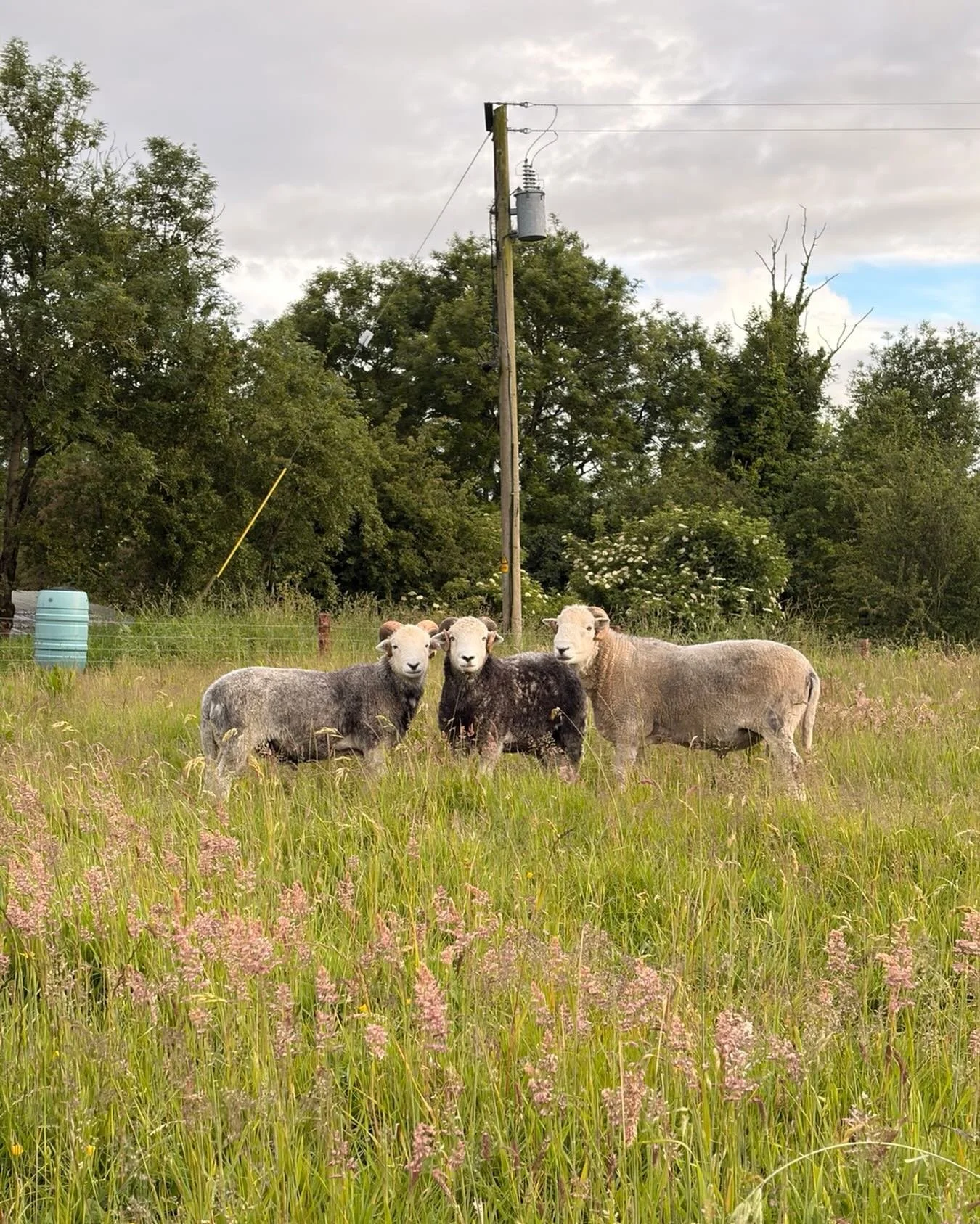 Youngsters with their boss #herdwicksheep #organicsheep #irishwool #rarebreedsheep