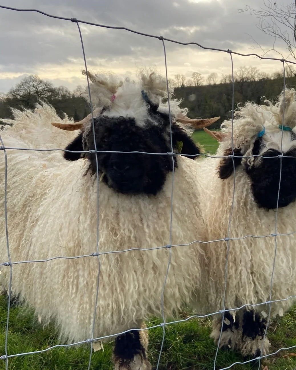Nearly four years since I bought lambs to eat the grass around the house. These two girls arrived with their boofy hair and loveable natures. They needed their fringes tied up for the first few days until they got to know the place, and here they are