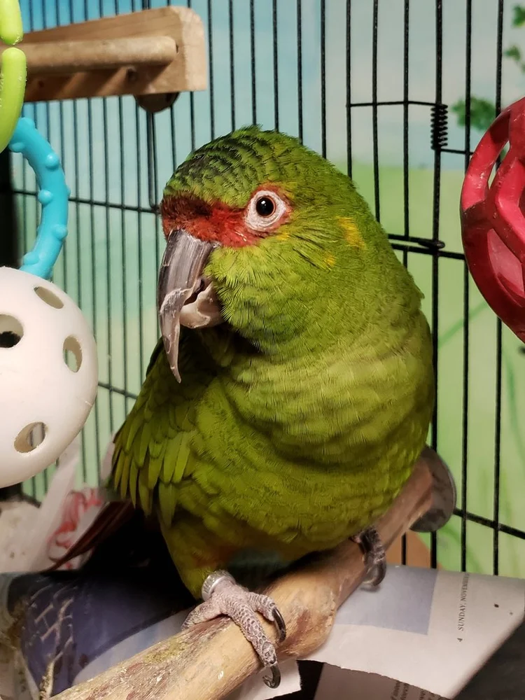 blog-pandemonium-rainforest-project