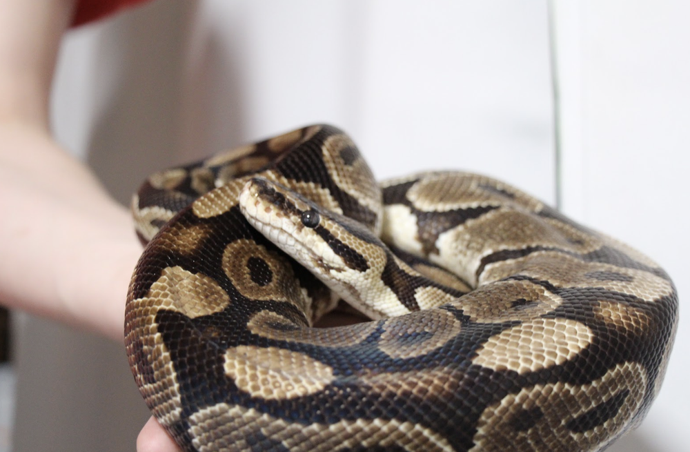 Ball Python Adopted Adopt our Animals — Pandemonium Rainforest Project