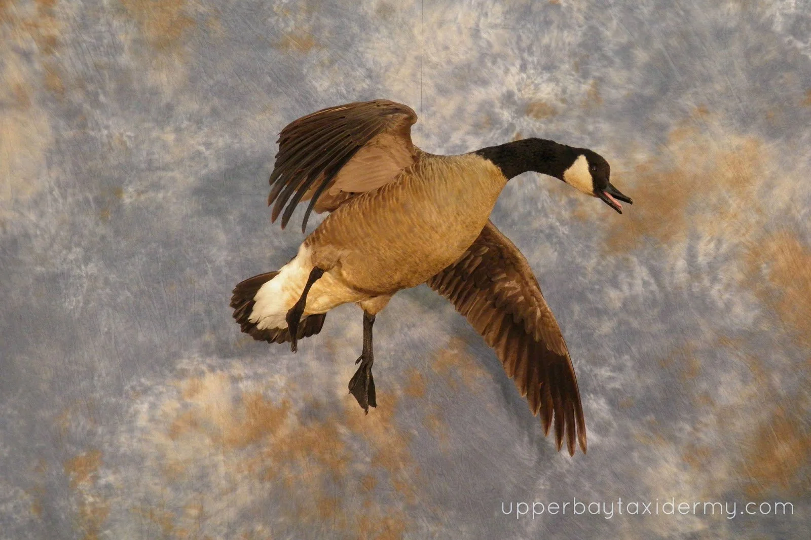 Canada Goose, Tolling Ceiling Mount, Open Mouth