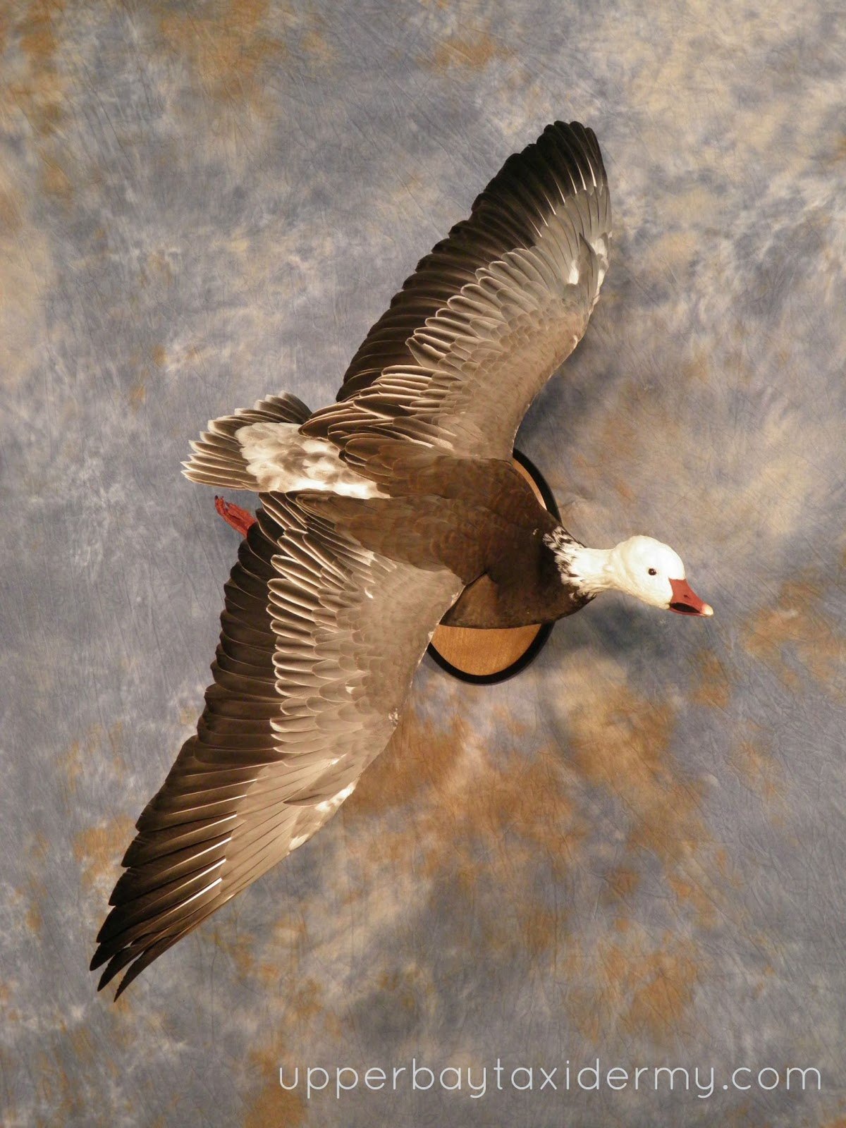 Blue Goose, Flying Wall Mount, Angling Downward, On Panel