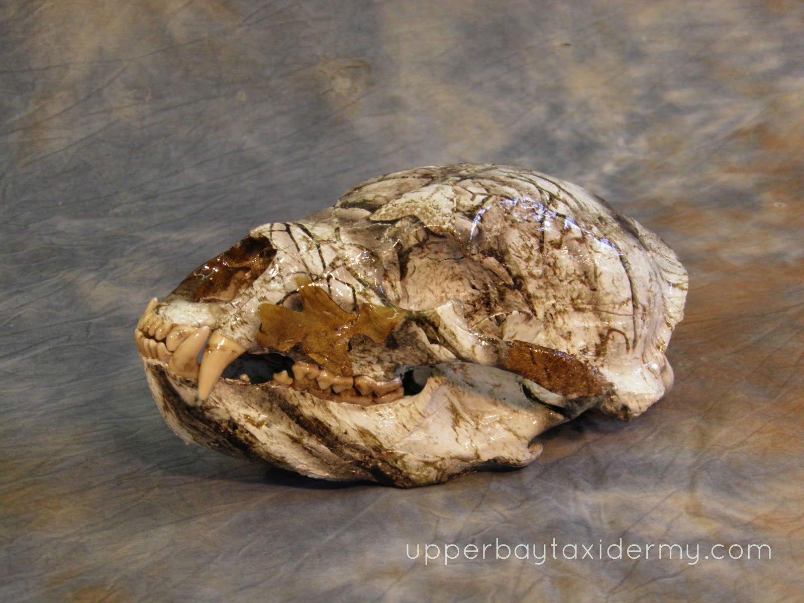 Black Bear Skull, Hydro-dipped in Winter Timber Style Camo Pattern (Copy)