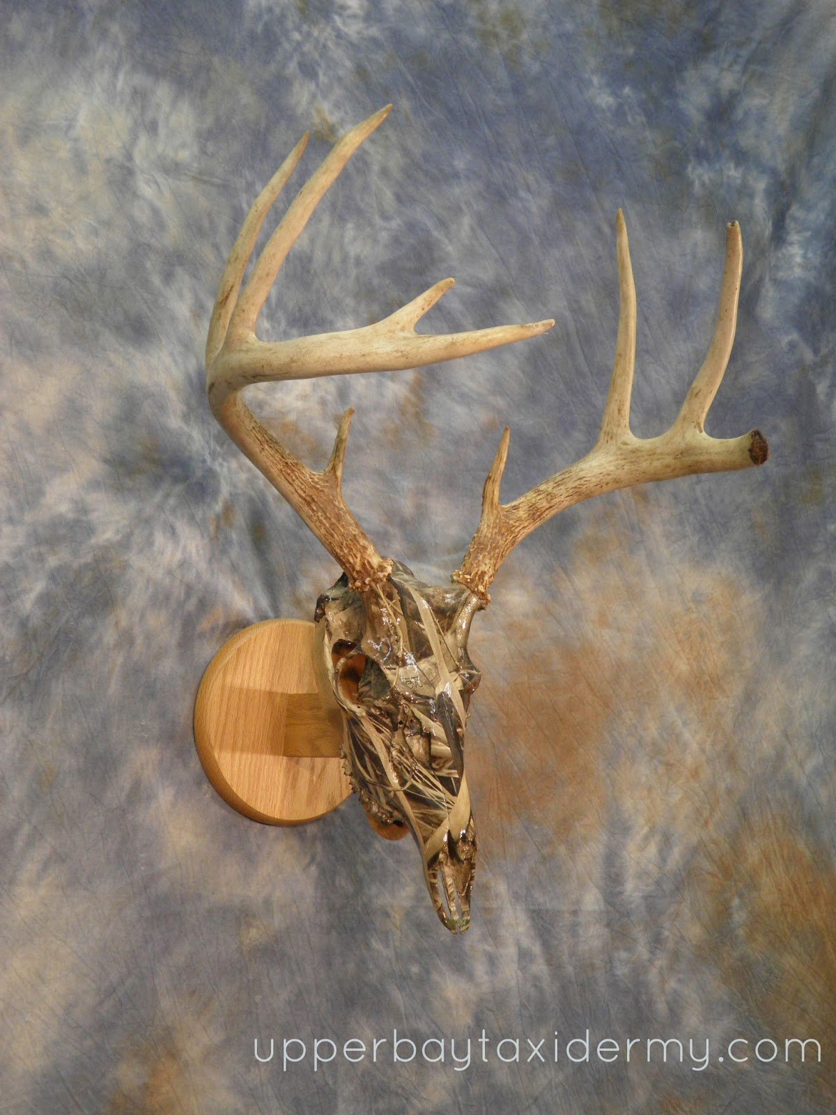 Whitetail European Skull Mount, Hydro-dipped in Marsh style Camo Pattern, on small angled Oak Panel for Wall Mount (Copy)