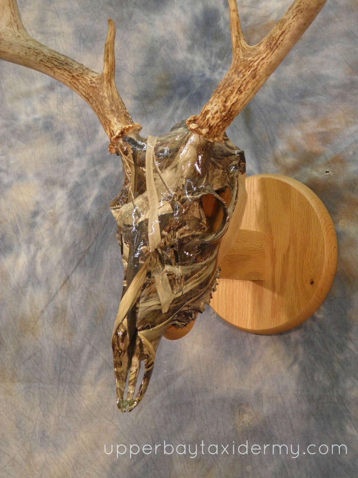 Whitetail European Skull Mount, Hydro-dipped in Marsh style Camo Pattern, on small angled Oak Panel for Wall Mount (Copy)
