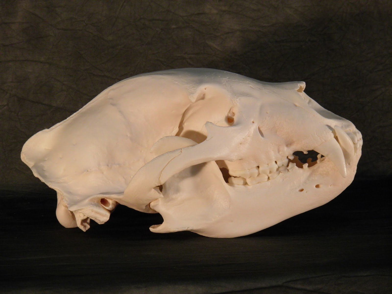 Black Bear Skull, Cleaned and Whitened (Copy)