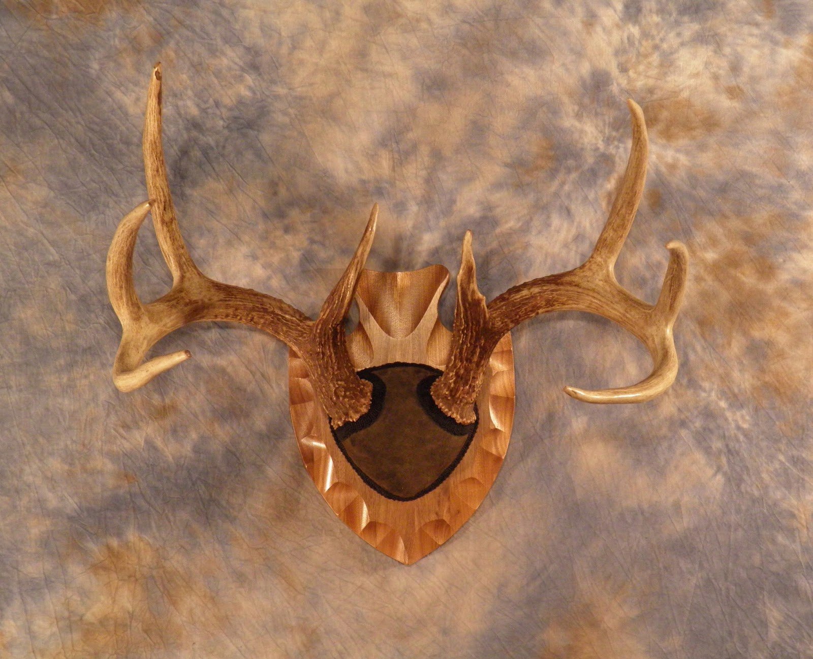 Custom Whitetail Antler Mount with Leather Covering on Walnut Arrowhead Panel (Copy)