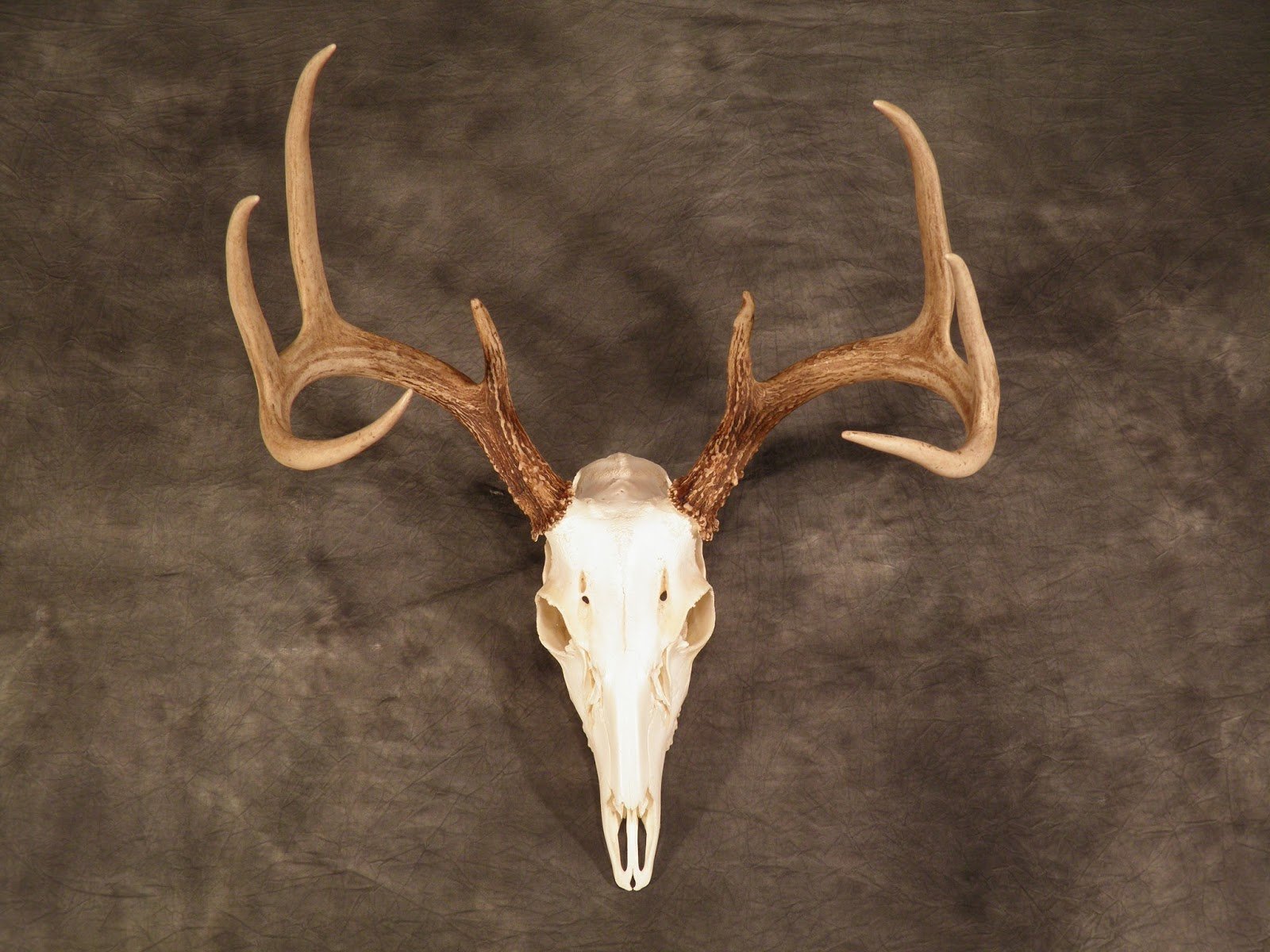 Whitetail European Skull Mount, plain skull with hanger (Copy)