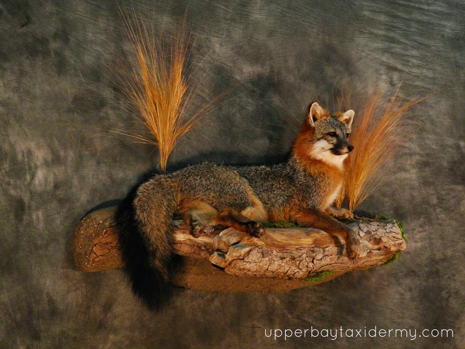 Gray Fox Laying Down on Wall Habitat base﻿ (Copy)