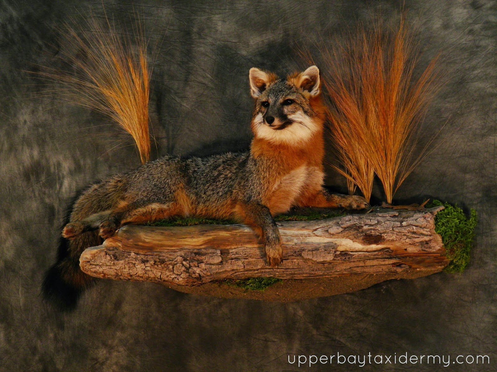  Gray Fox Laying Down on Wall Habitat Base  (Copy)