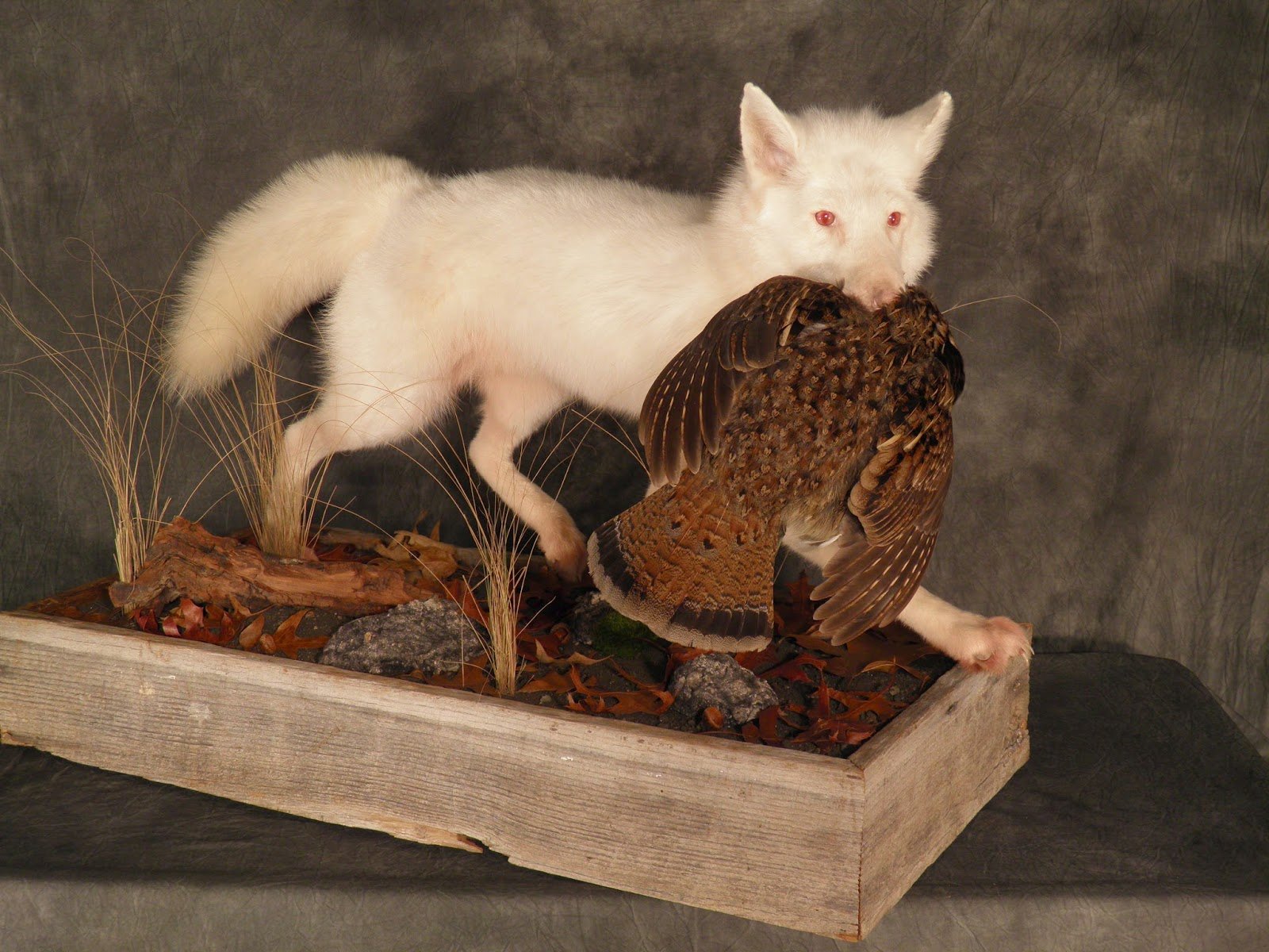  Albino Red Fox with Ruffed Grouse in Barnwood Base (Copy)